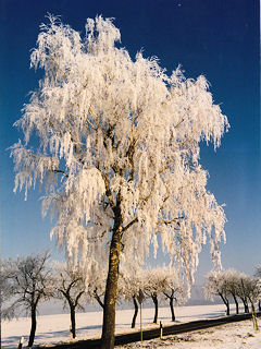 Winter in Vorpommern